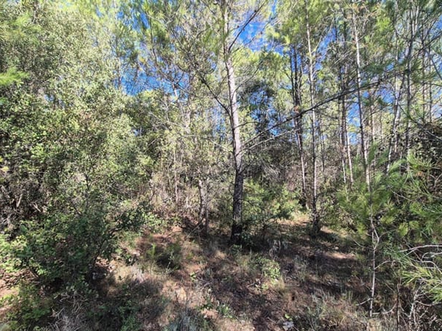Terrain à vendre - 7100m2 - Le Cannet-Des-Maures (83340)