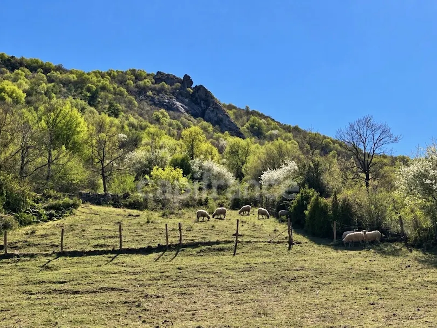 Terrain à vendre - 3000m2 - Brusque (12360)