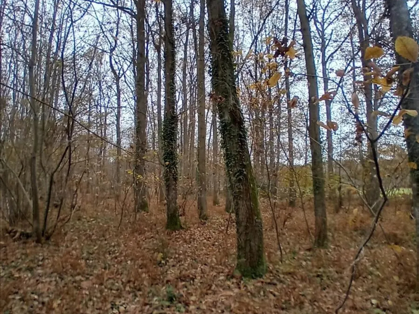 Terrain 60 m²