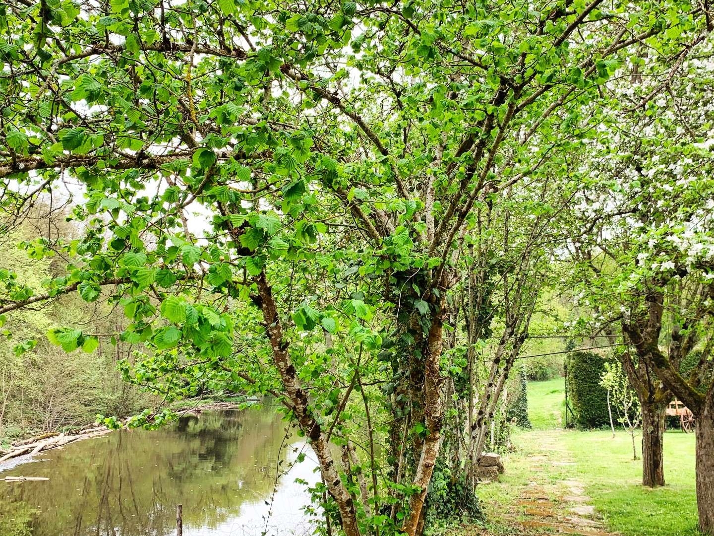 Moulin 1560 gîtes, chambres, piscine, 8 ha rivière