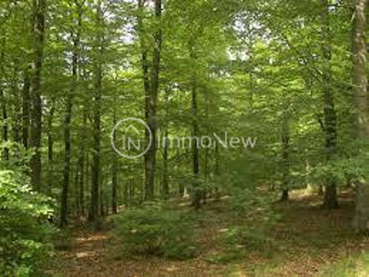 PARCELLE DE BOIS 1510 M2 LIBRE