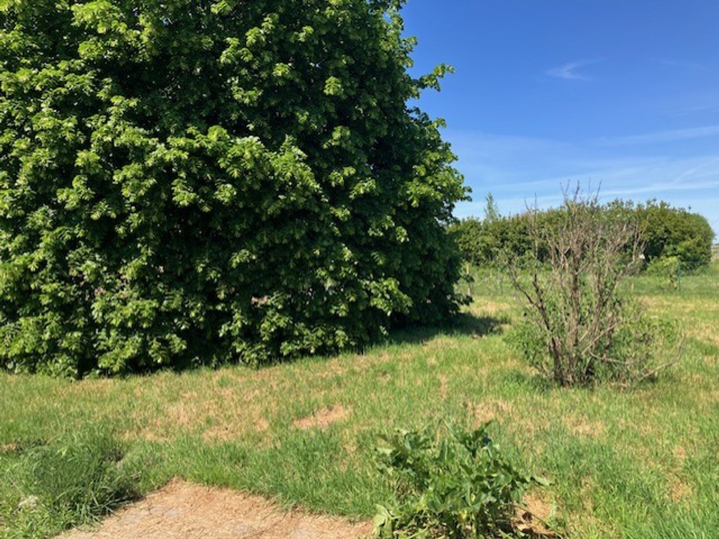 Terrain à vendre - 800m2 - Cissac-Médoc (33250)