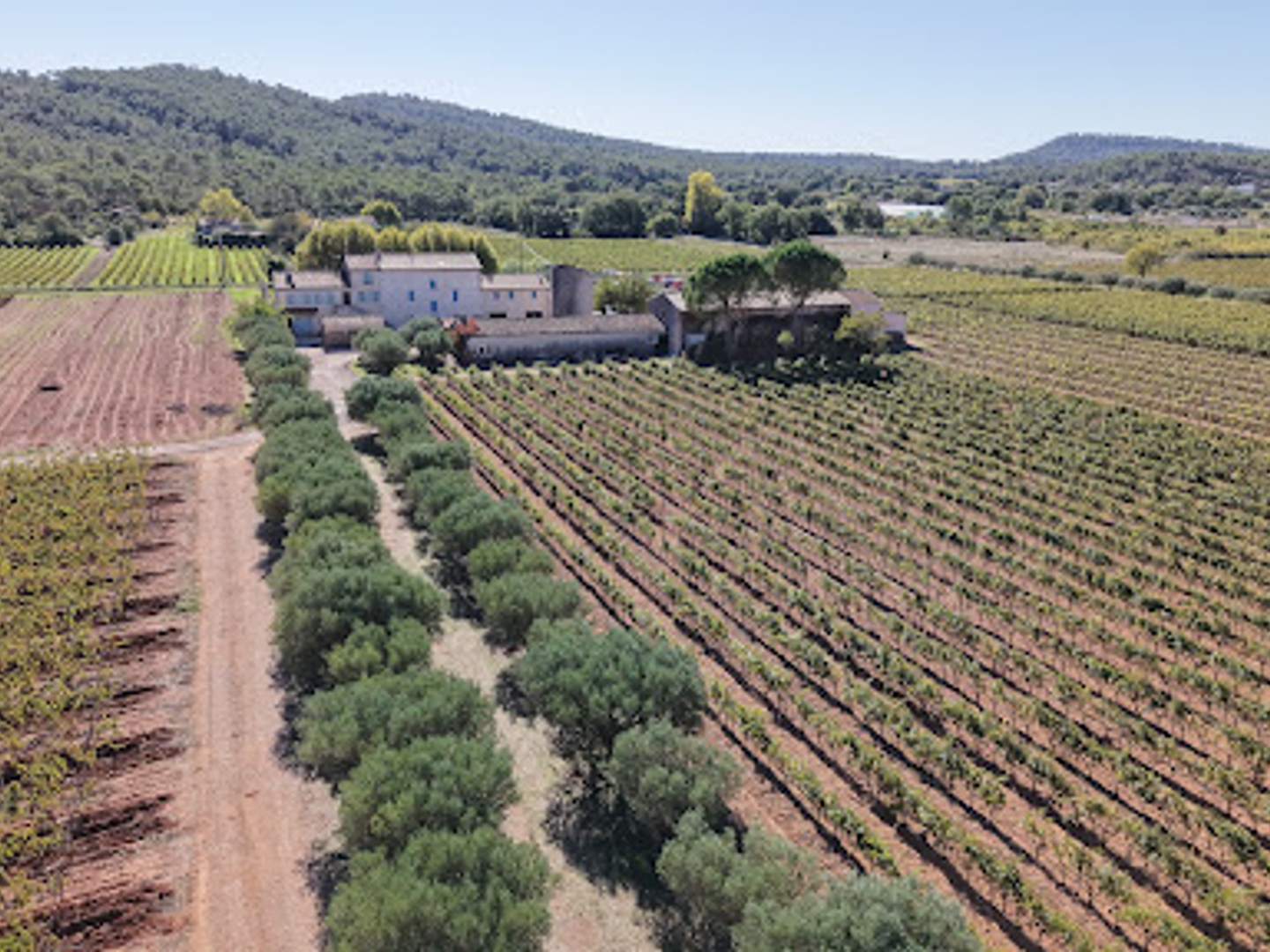 Vignoble 260000 m²