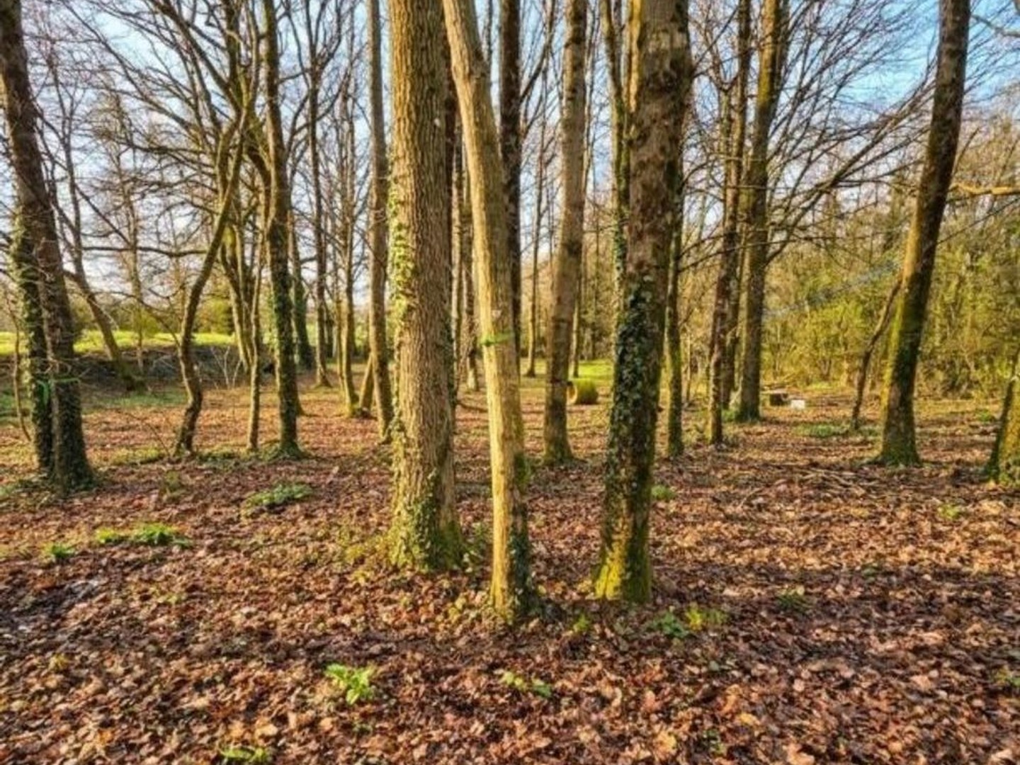 Terrain à vendre - Beaupréau-En-Mauges (49510)