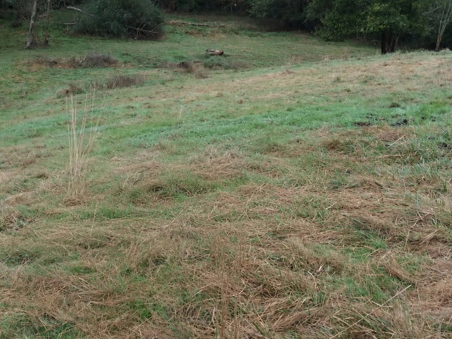 Terrain à vendre - 4410m2 - Orthez (64300)