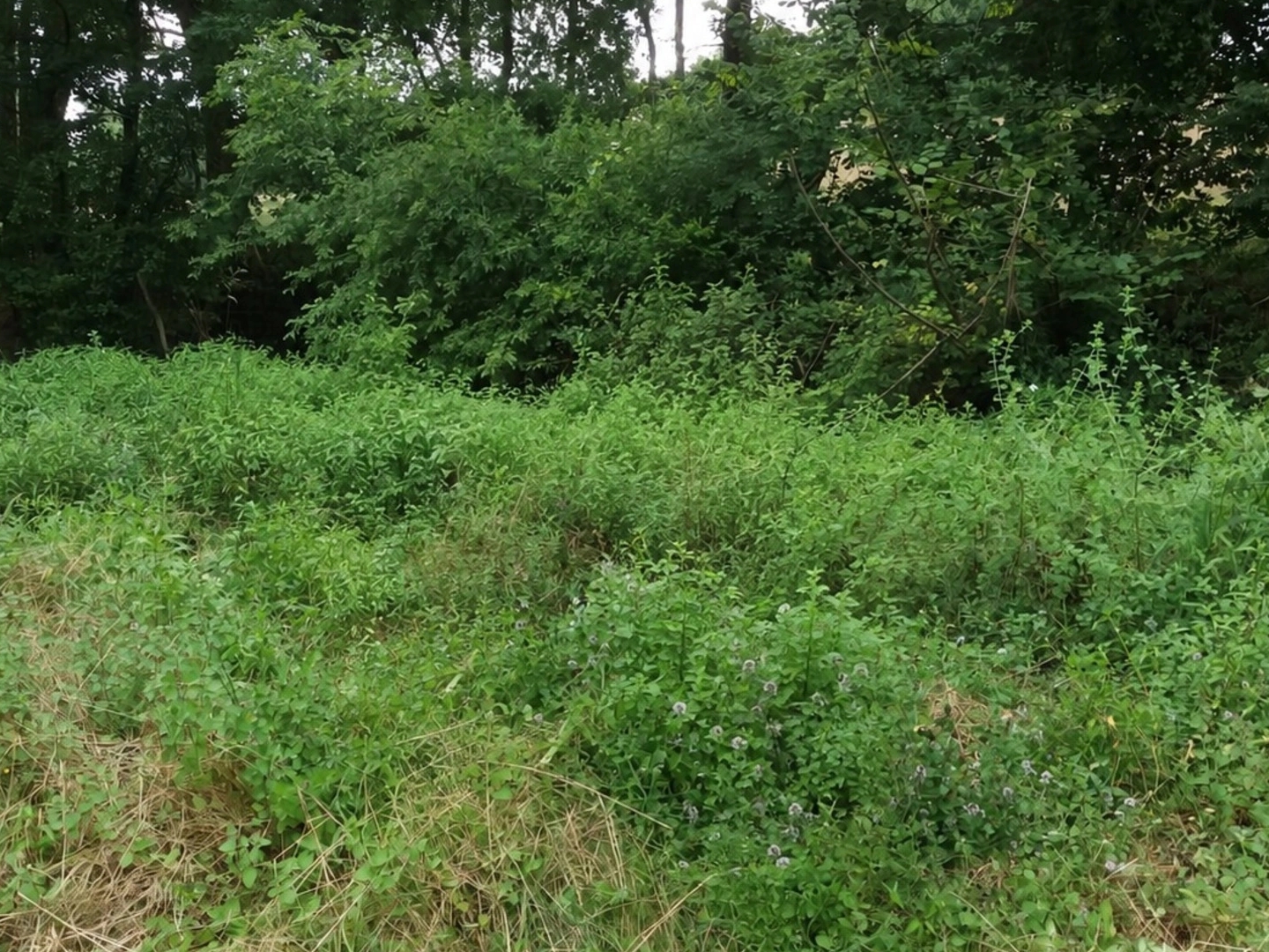 Terrain à vendre - 4410m2 - Orthez (64300)