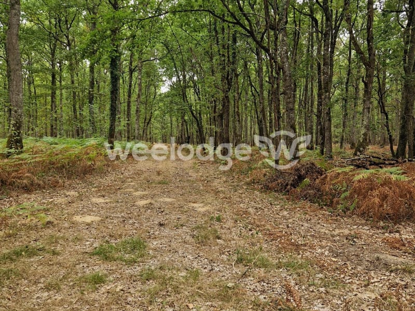 DOMAINE DE CHASSE D'ENVIRON 81 HECTARES AVEC TROIS ÉTANGS -