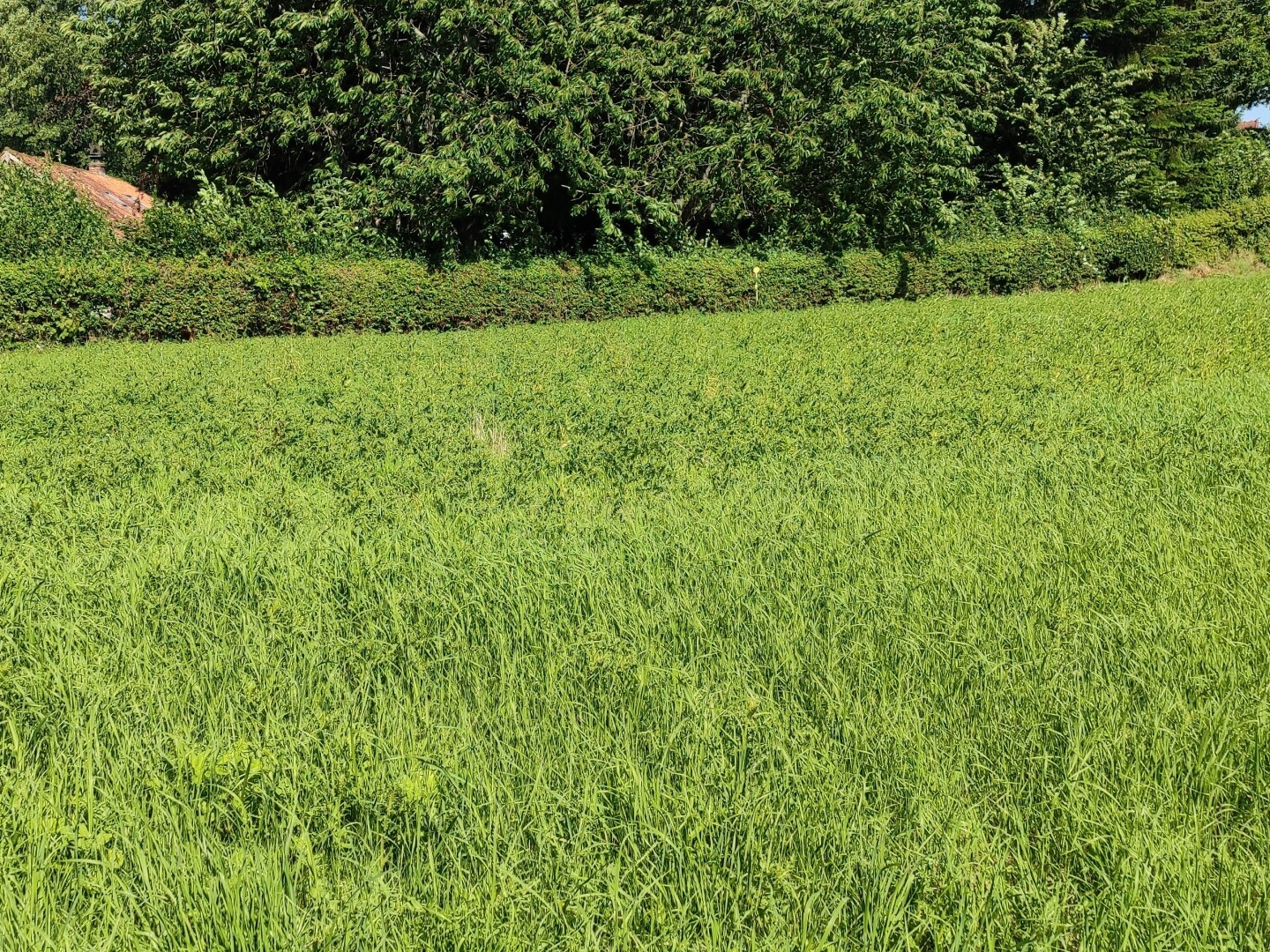 Terrain à vendre - 1161m2 - Bernieulles (62170)
