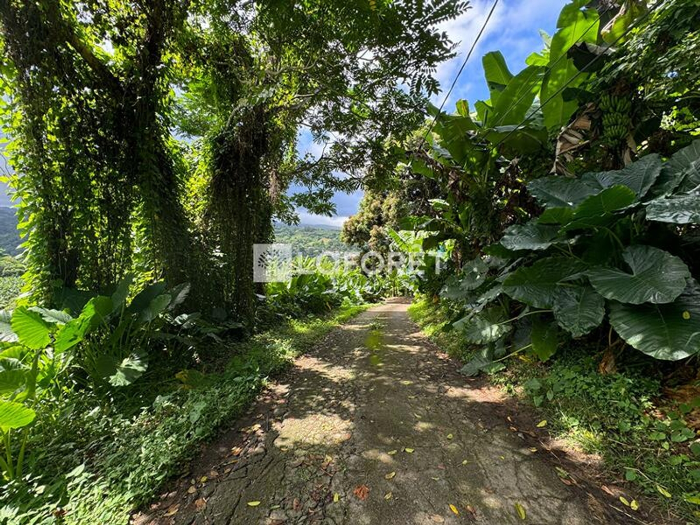Terrain à vendre - 8505m2 - Le Lorrain (97214)