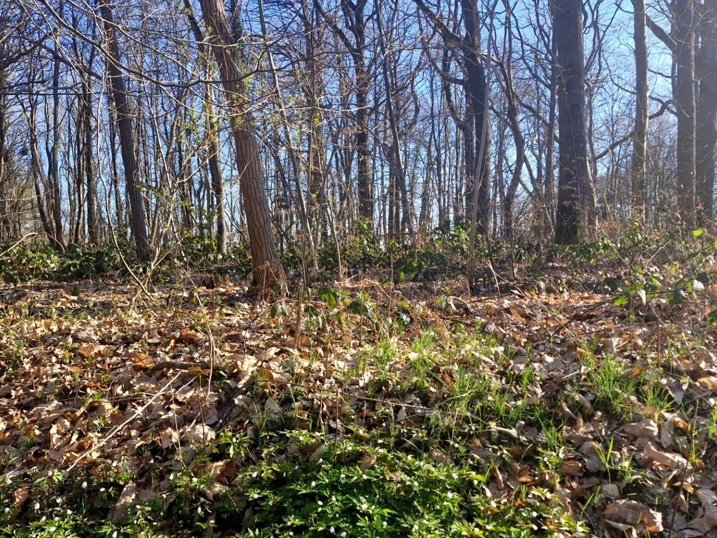 Terrain à vendre - 2000m2 - Ronquerolles (95340)