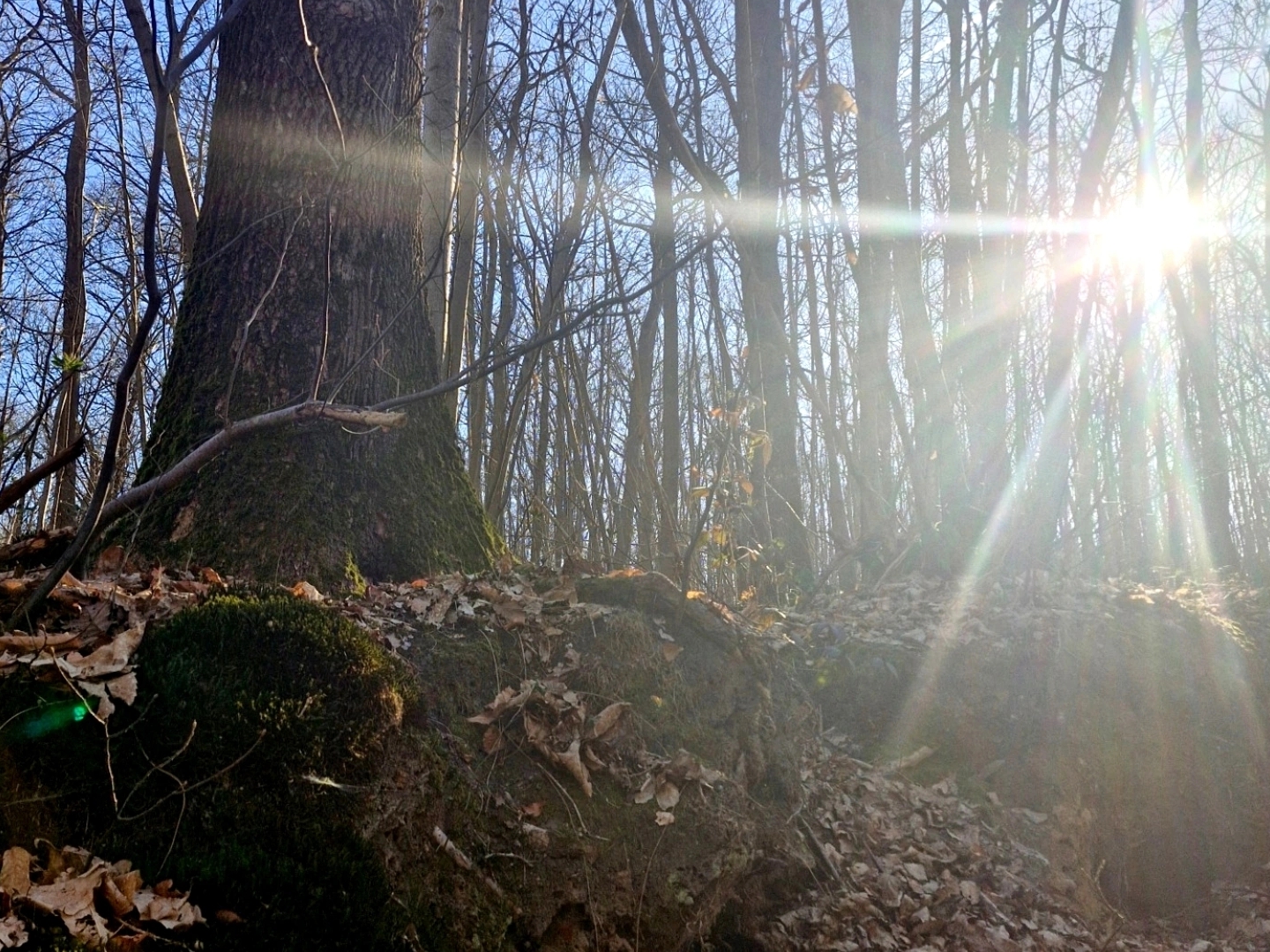 Terrain à vendre - 2000m2 - Ronquerolles (95340)
