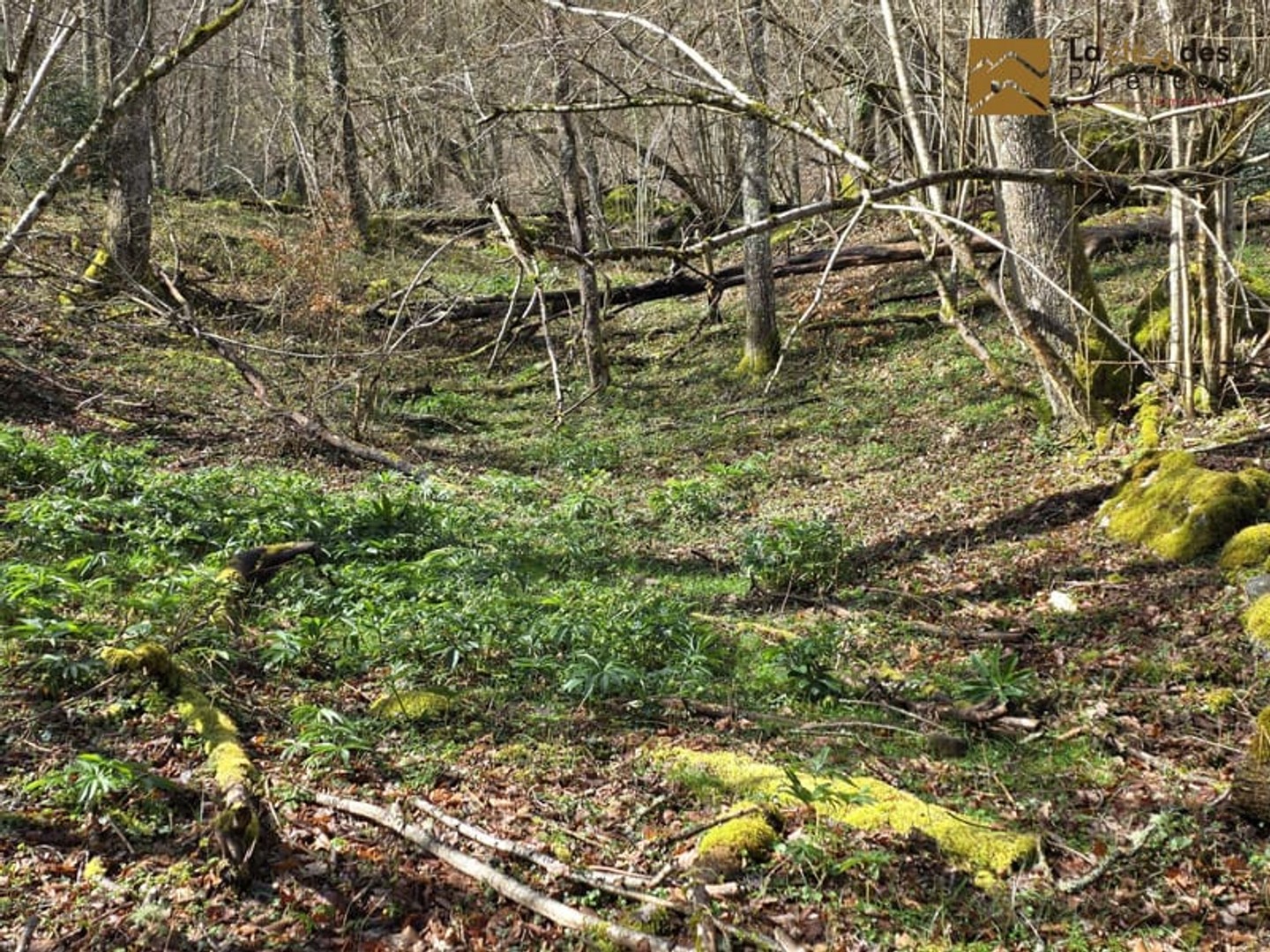 Terrain à vendre - 23704m2 - Arras-En-Lavedan (65400)