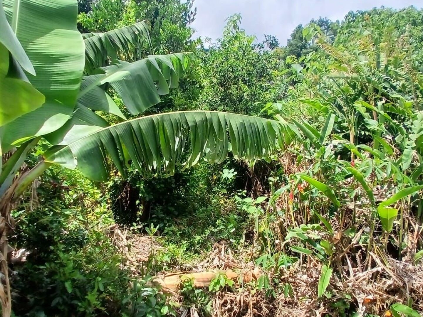 Terrain à vendre - 1000m2 - Saint-Leu (97424)