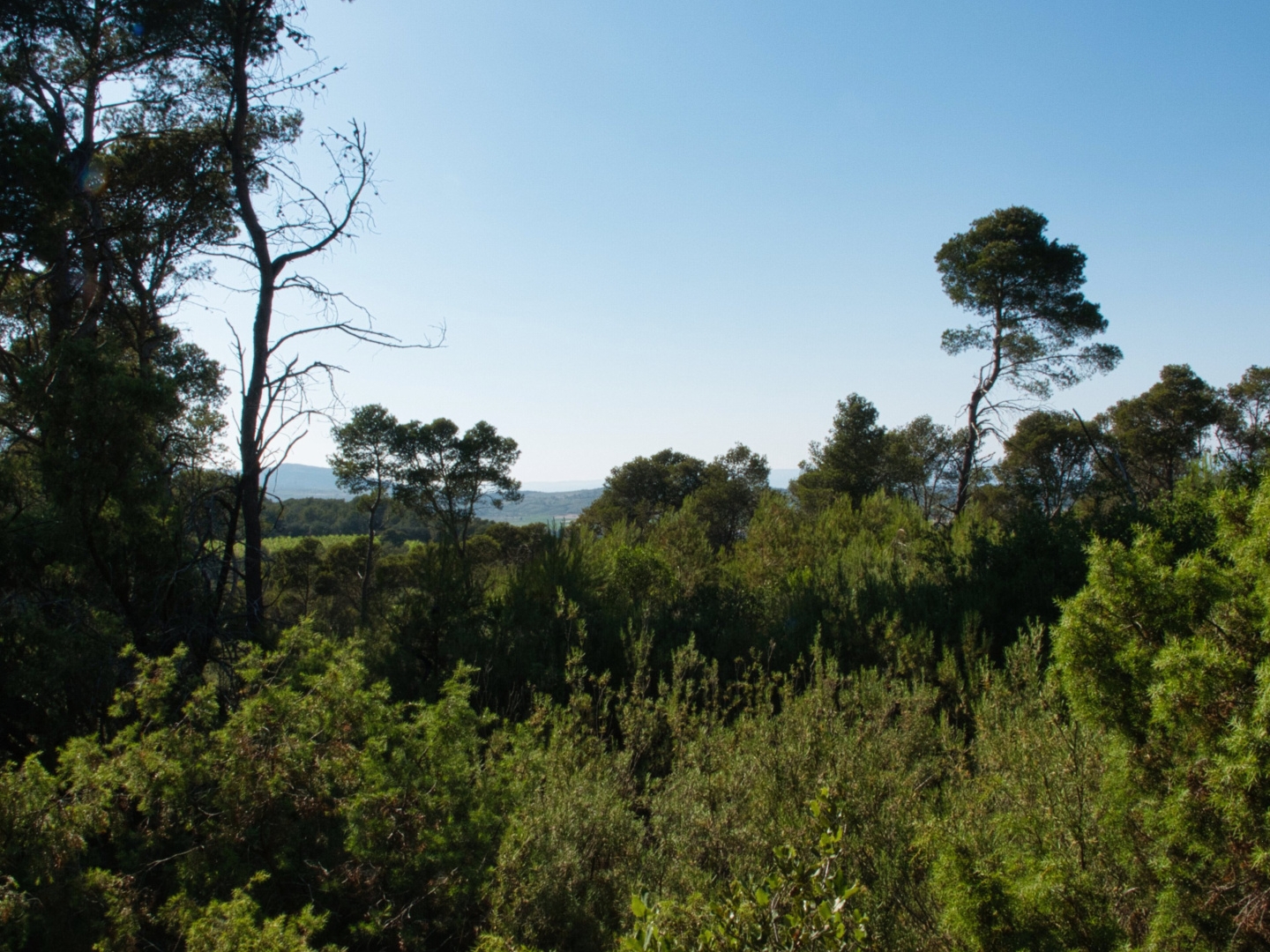 Terrain à vendre - 40000m2 - Fabrezan (11200)