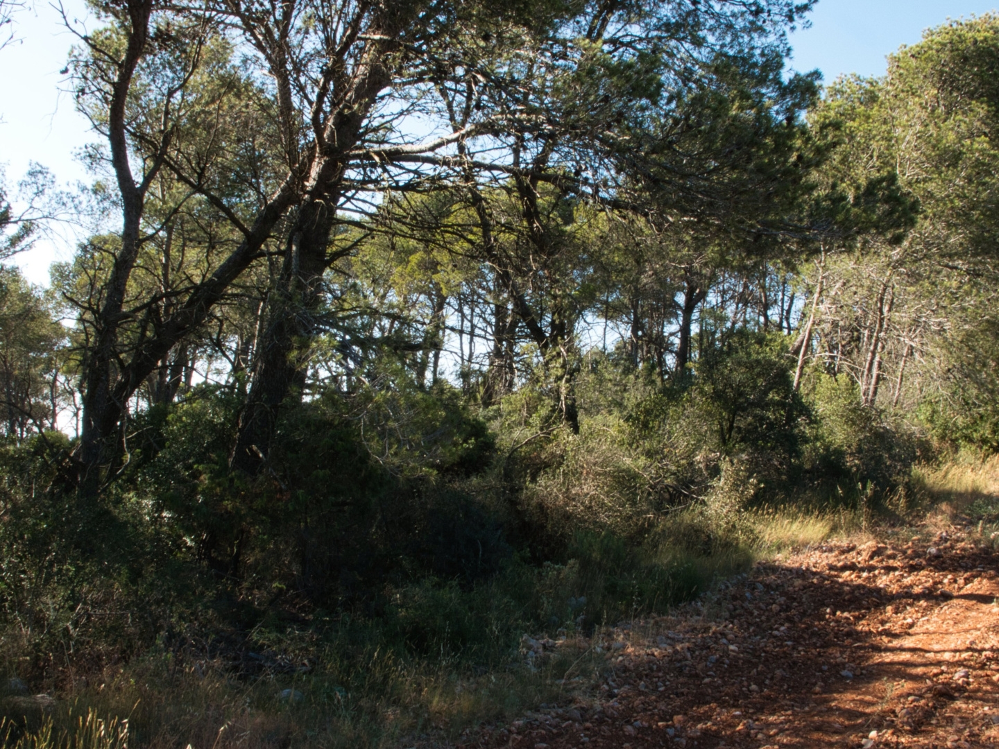Terrain à vendre - 40000m2 - Fabrezan (11200)