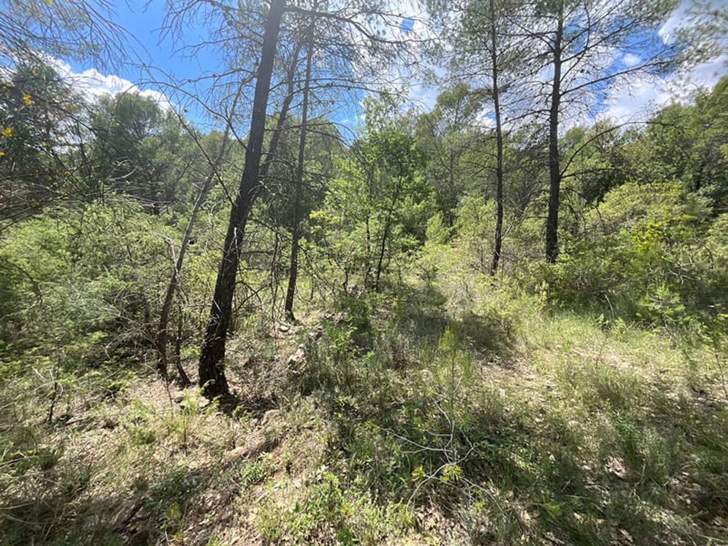 Terrain 3672 m²