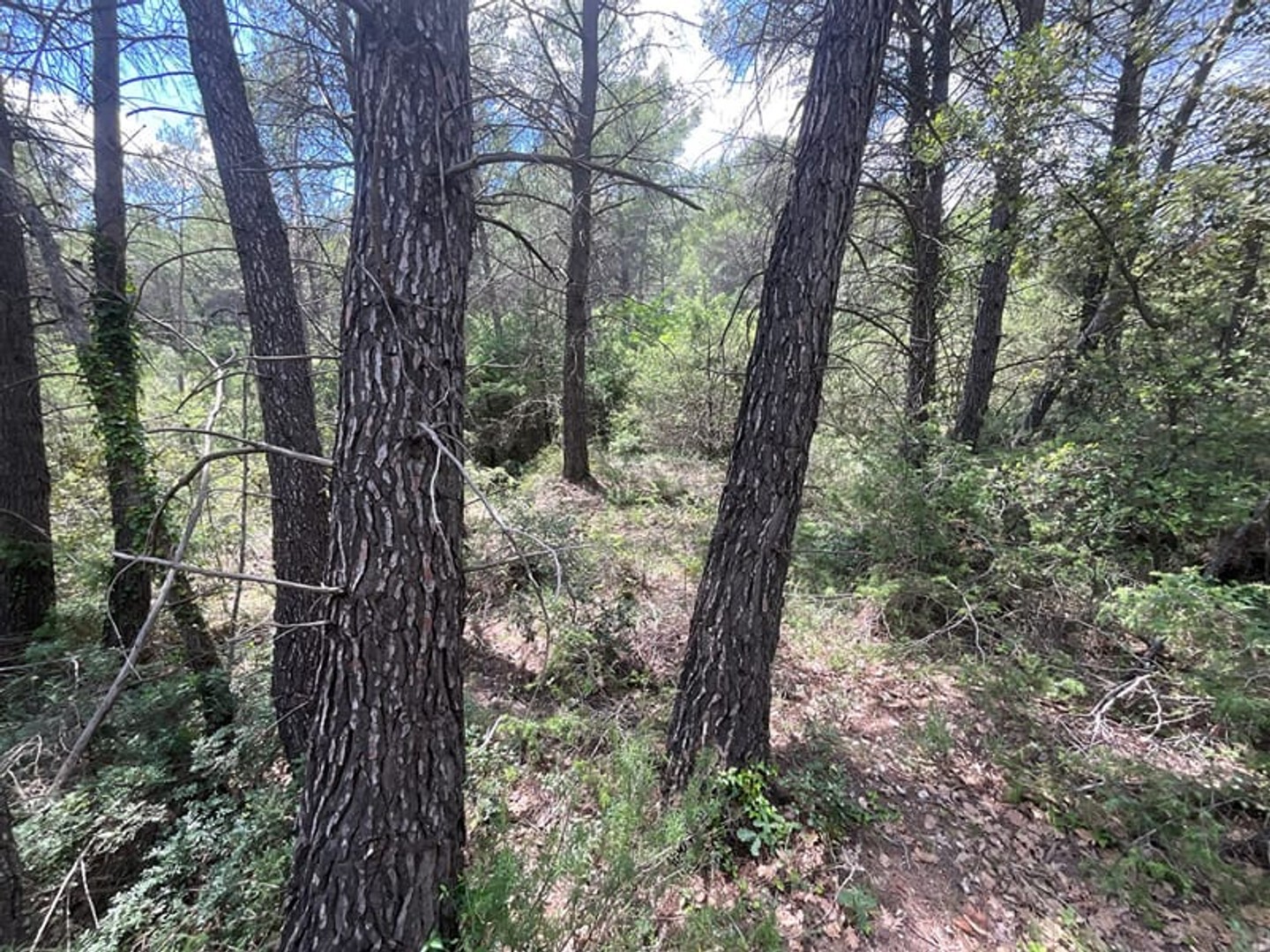 Terrain à vendre - 3672m2 - Callas (83830)