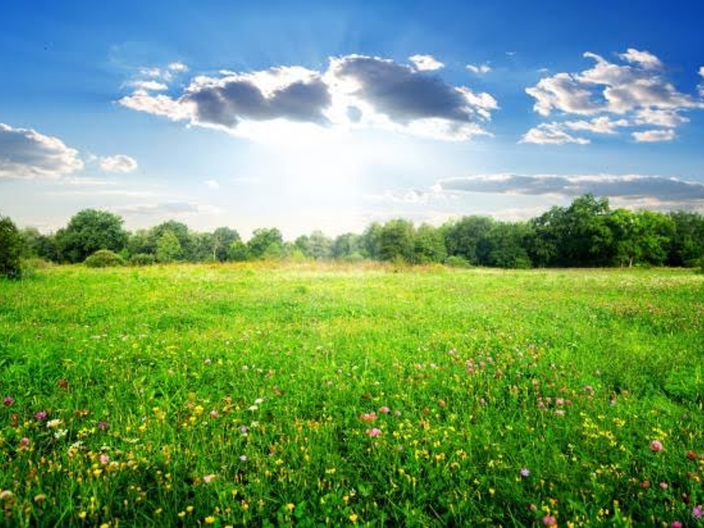 Terrain 1000 m²