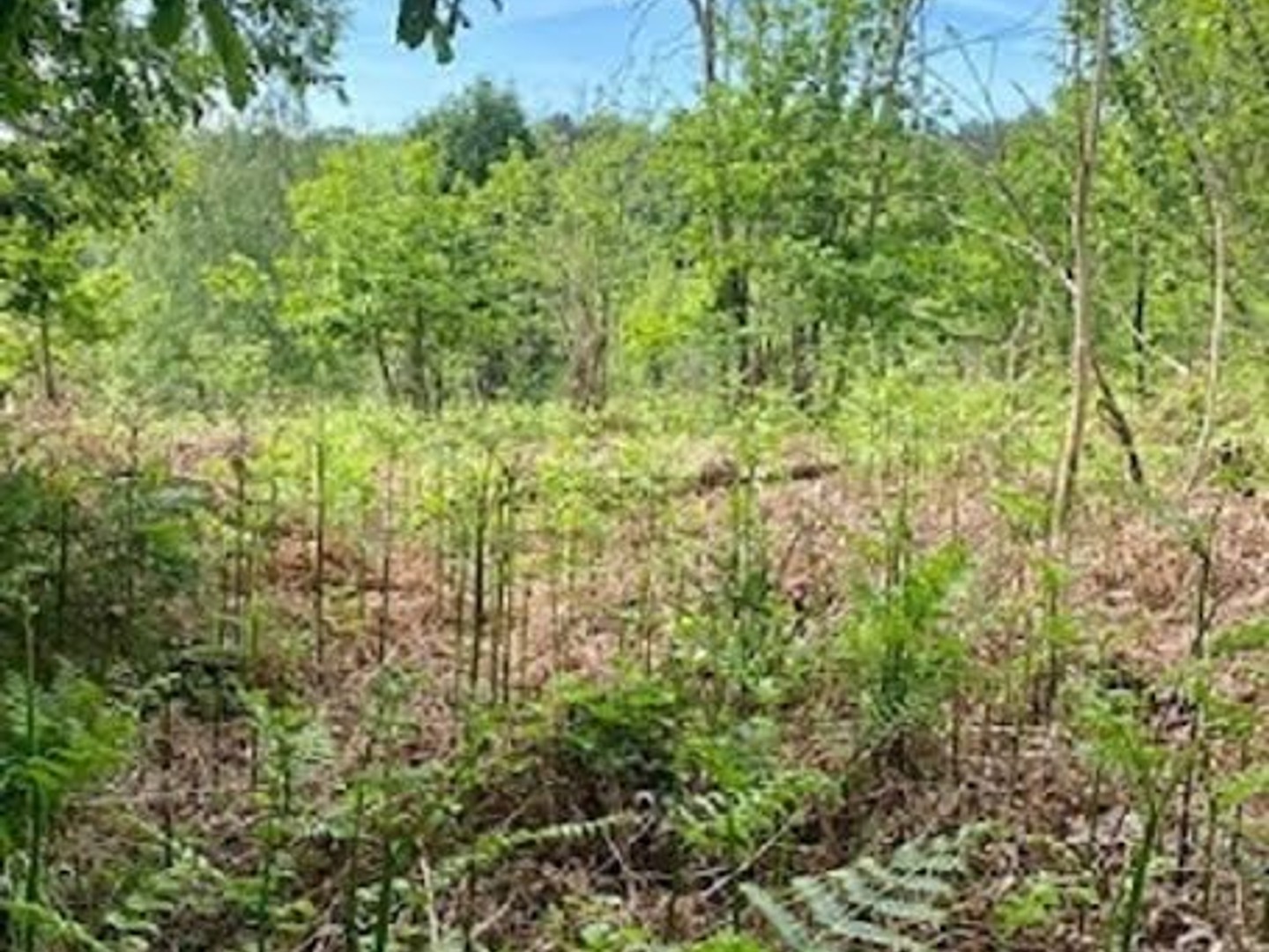 Terrain 1000 m²