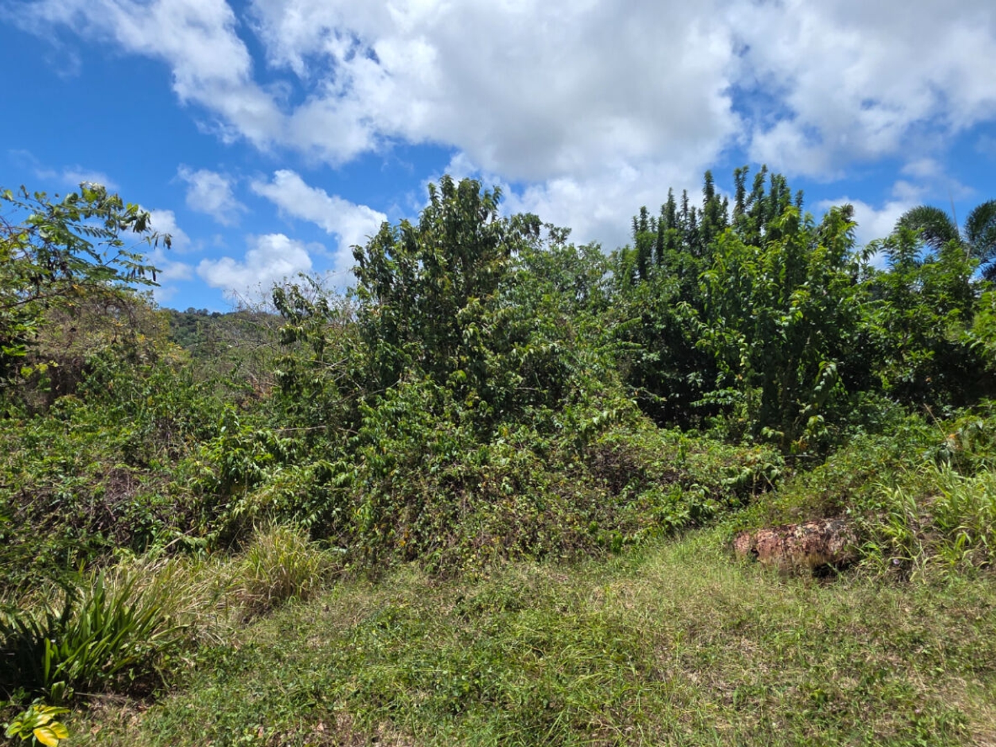 Terrain à vendre - 3185m2 - Le François (97240)