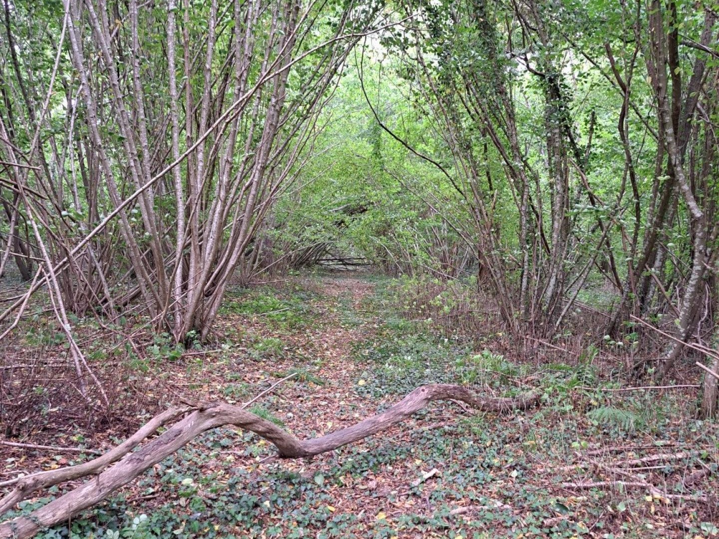 PARCELLE de BOIS 5500m² à 5 minutes de ORBEC