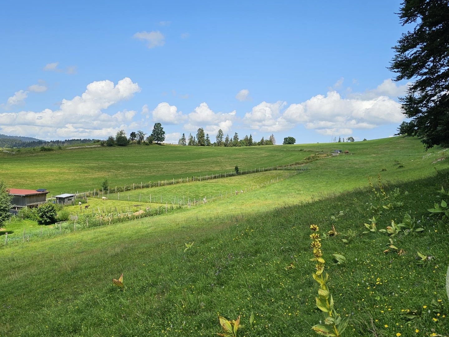Terrain à vendre - 7143m2 - Chaux-Neuve (25240)
