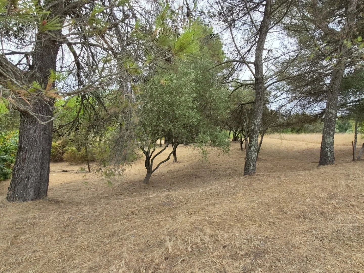 Terrain 1521 m²