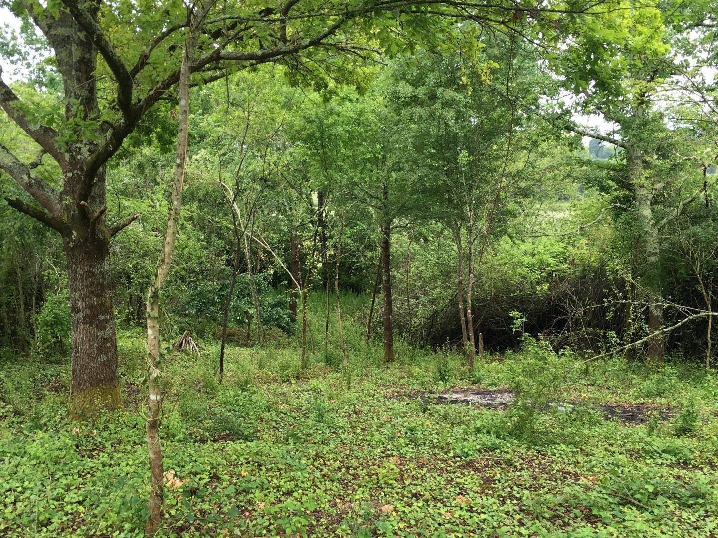 Terrain à vendre - 2907m2 - Saint-Méard-De-Gu... (24610)