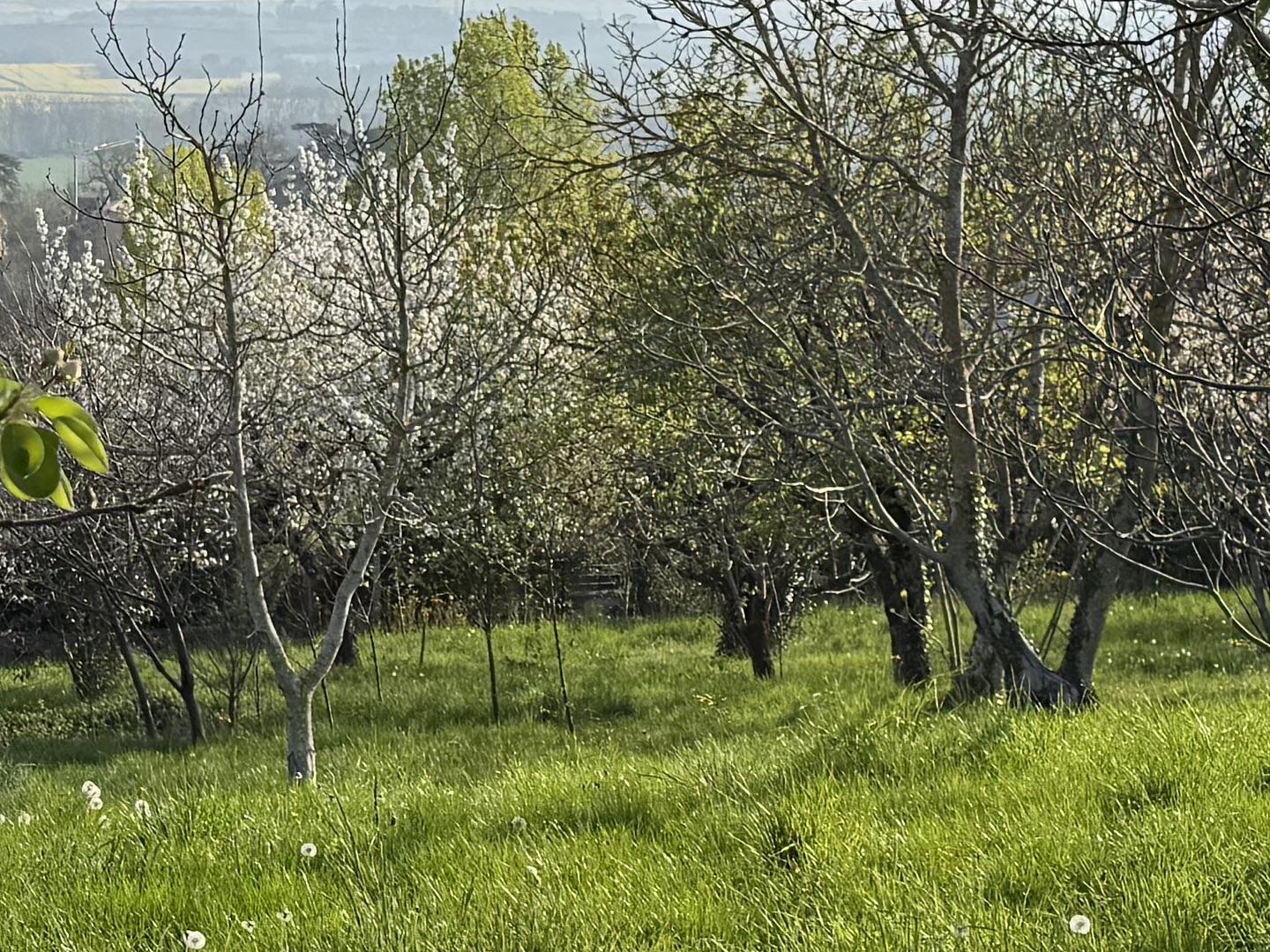 Terrain à vendre - 1500m2 - Deyme (31450)