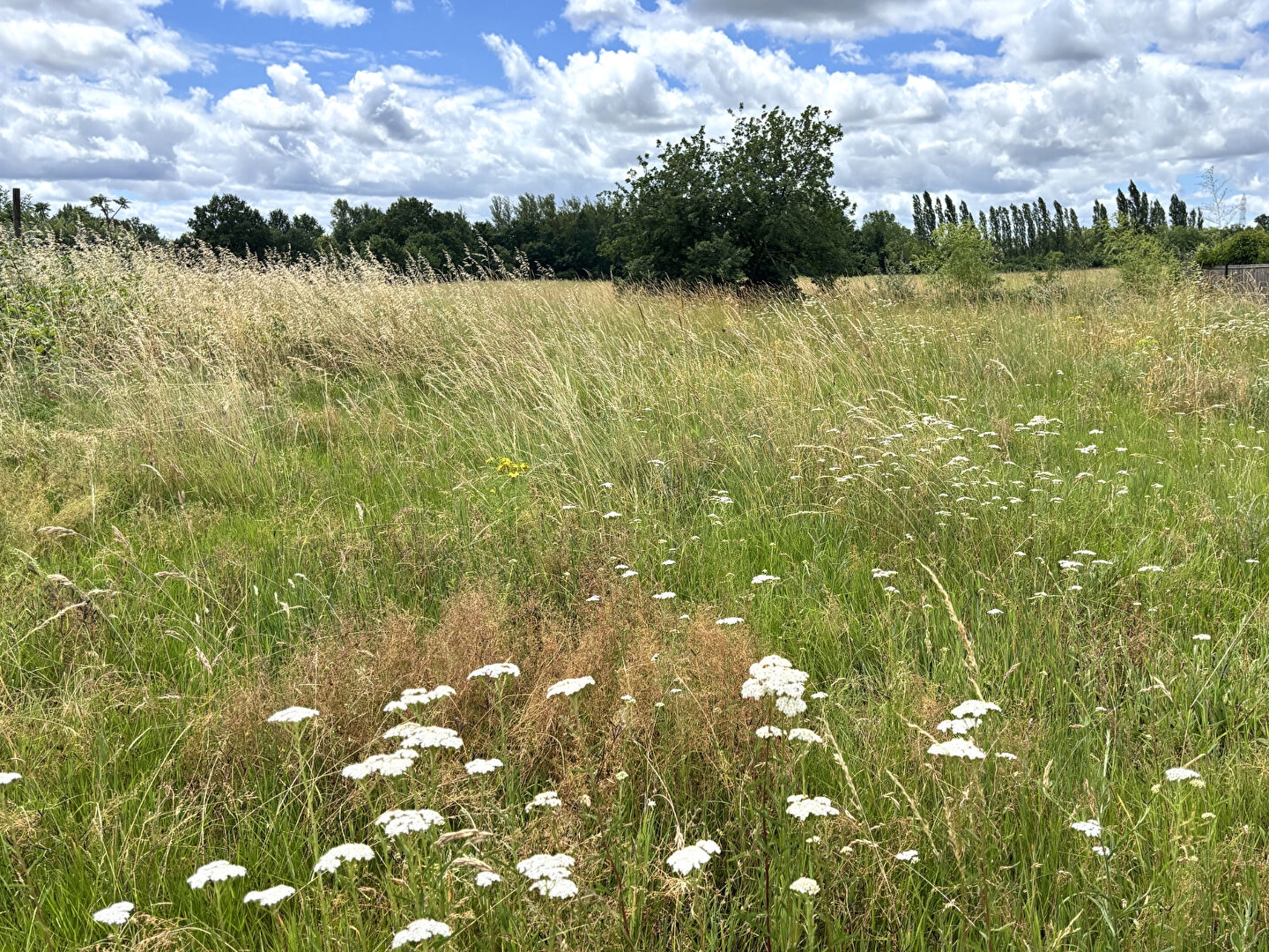 Terrain constructible de 590 m² viabilisé à Montauban secteur Birac