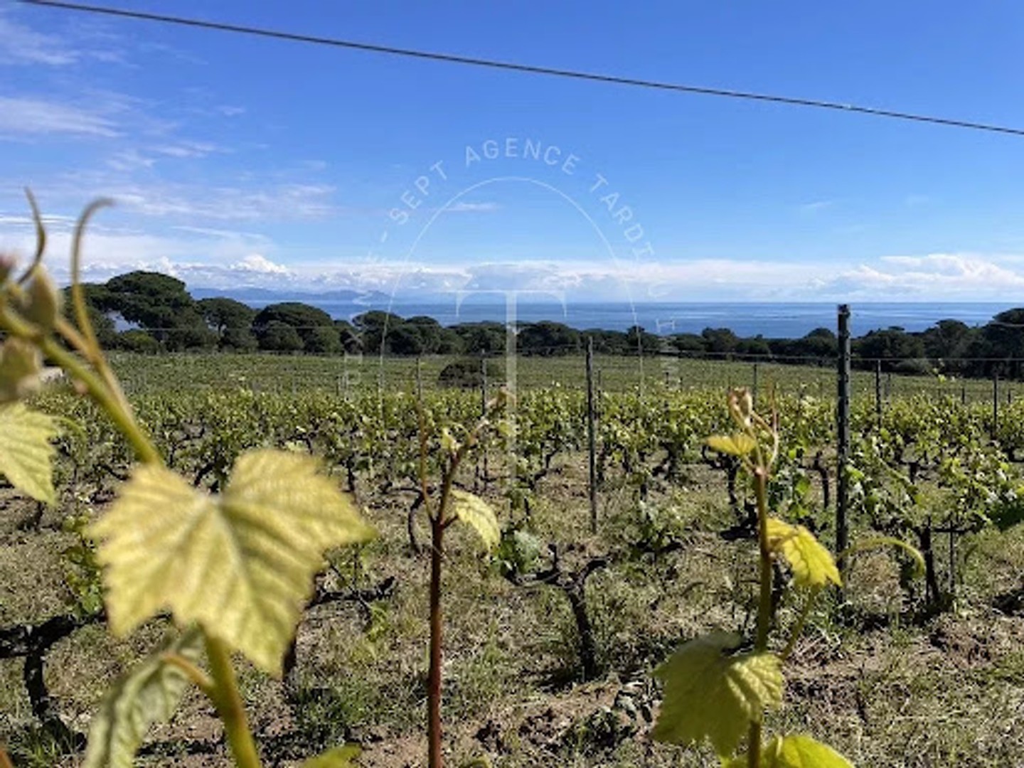 Vignoble 535 m²