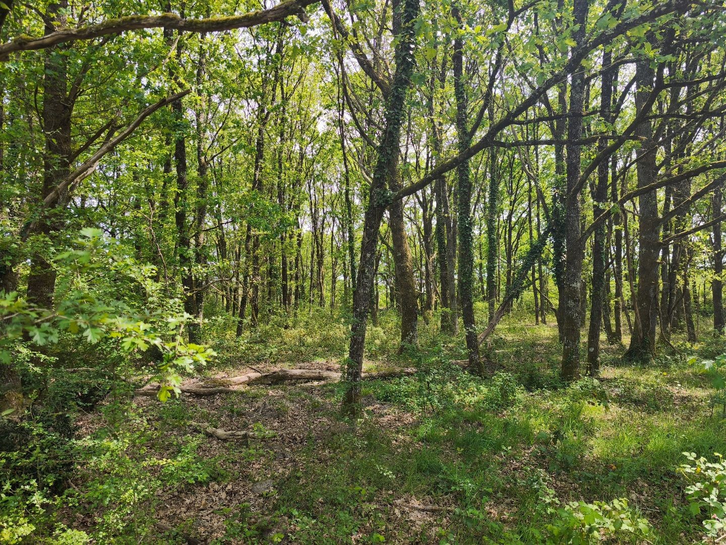 Autre à vendre - 80000m2 - Loreux (41200)