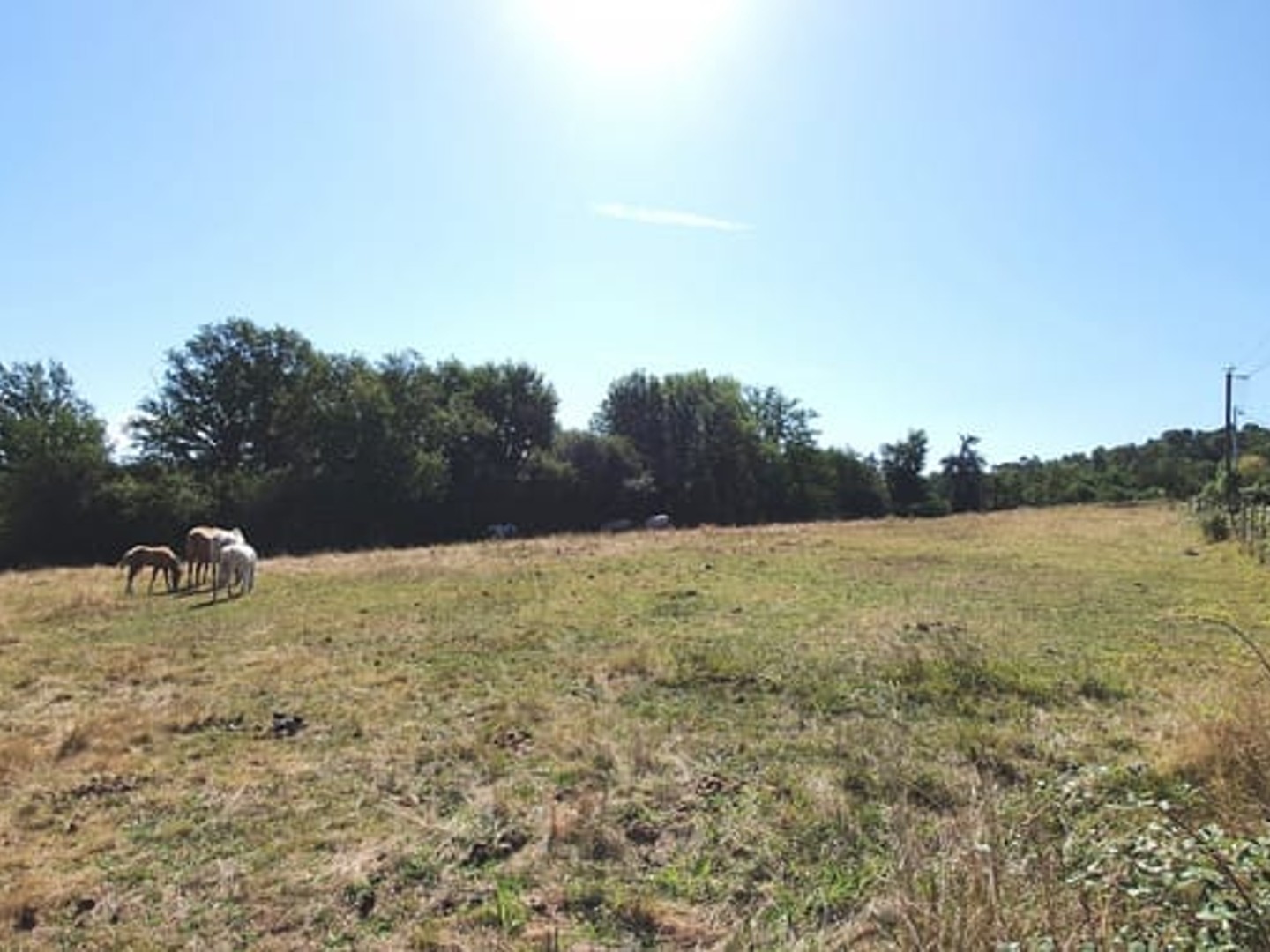 Terrain 1856 m²