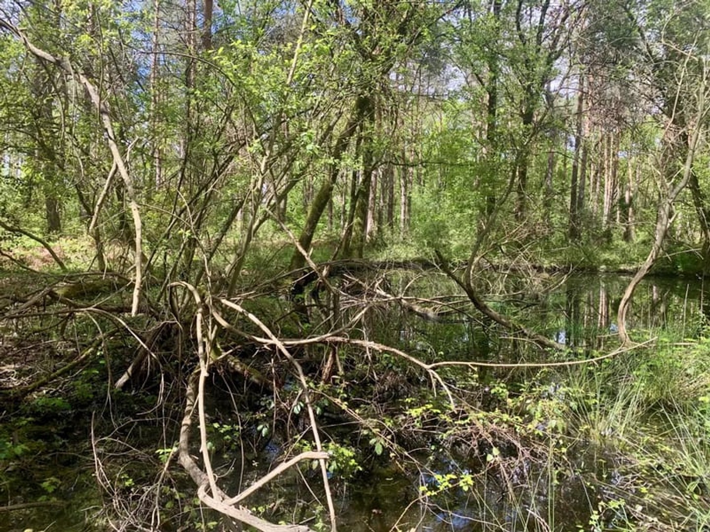 Bois d'environ 12 hectares