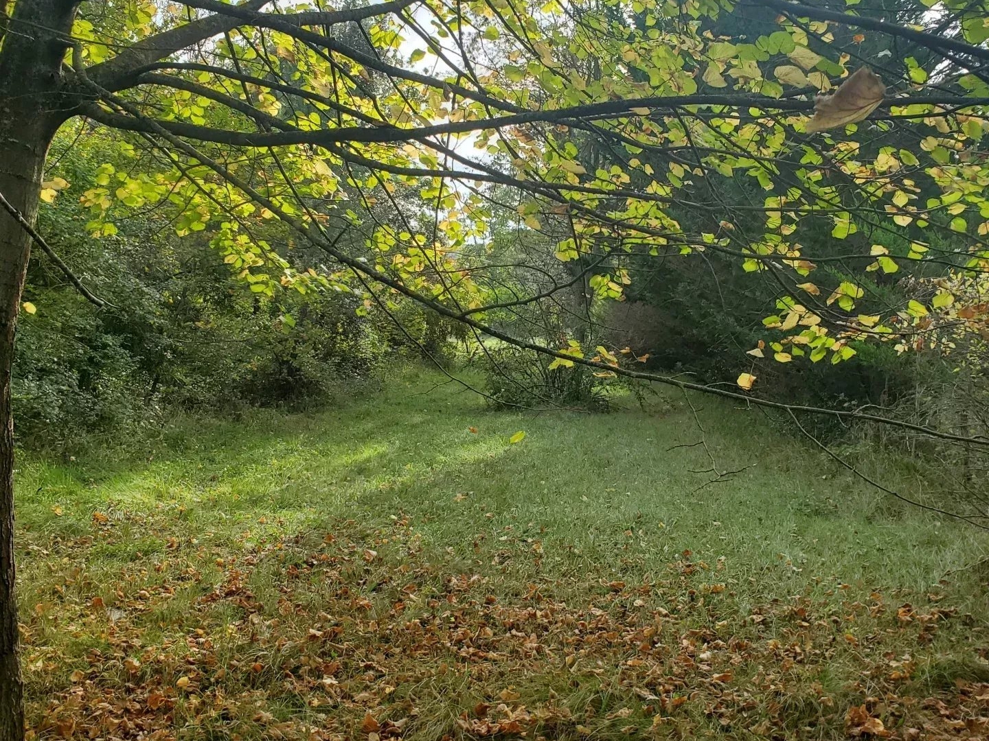 Terrain à vendre - 5085m2 - Castelreng (11300)