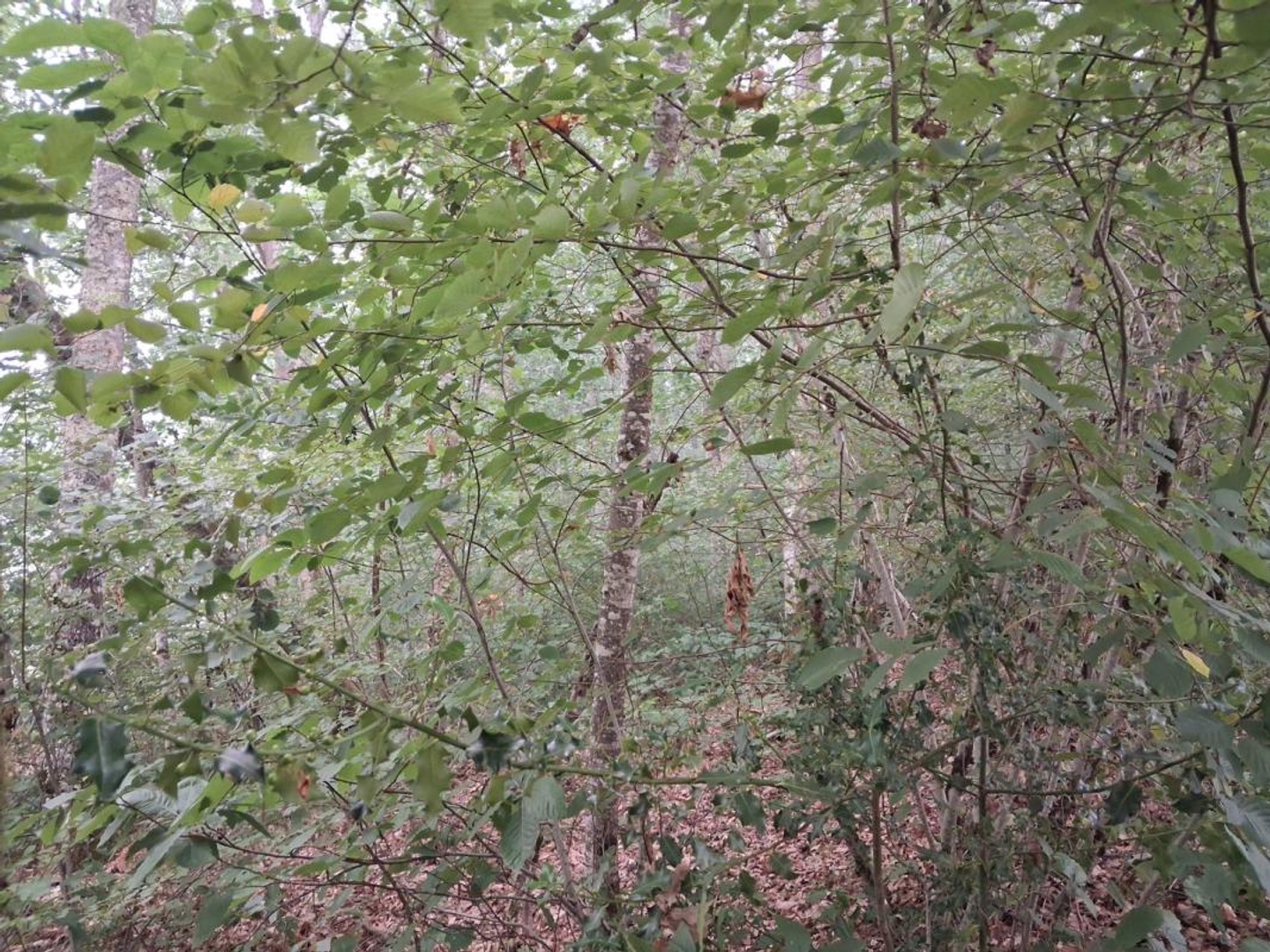 Terrain en individuel 17231 m²