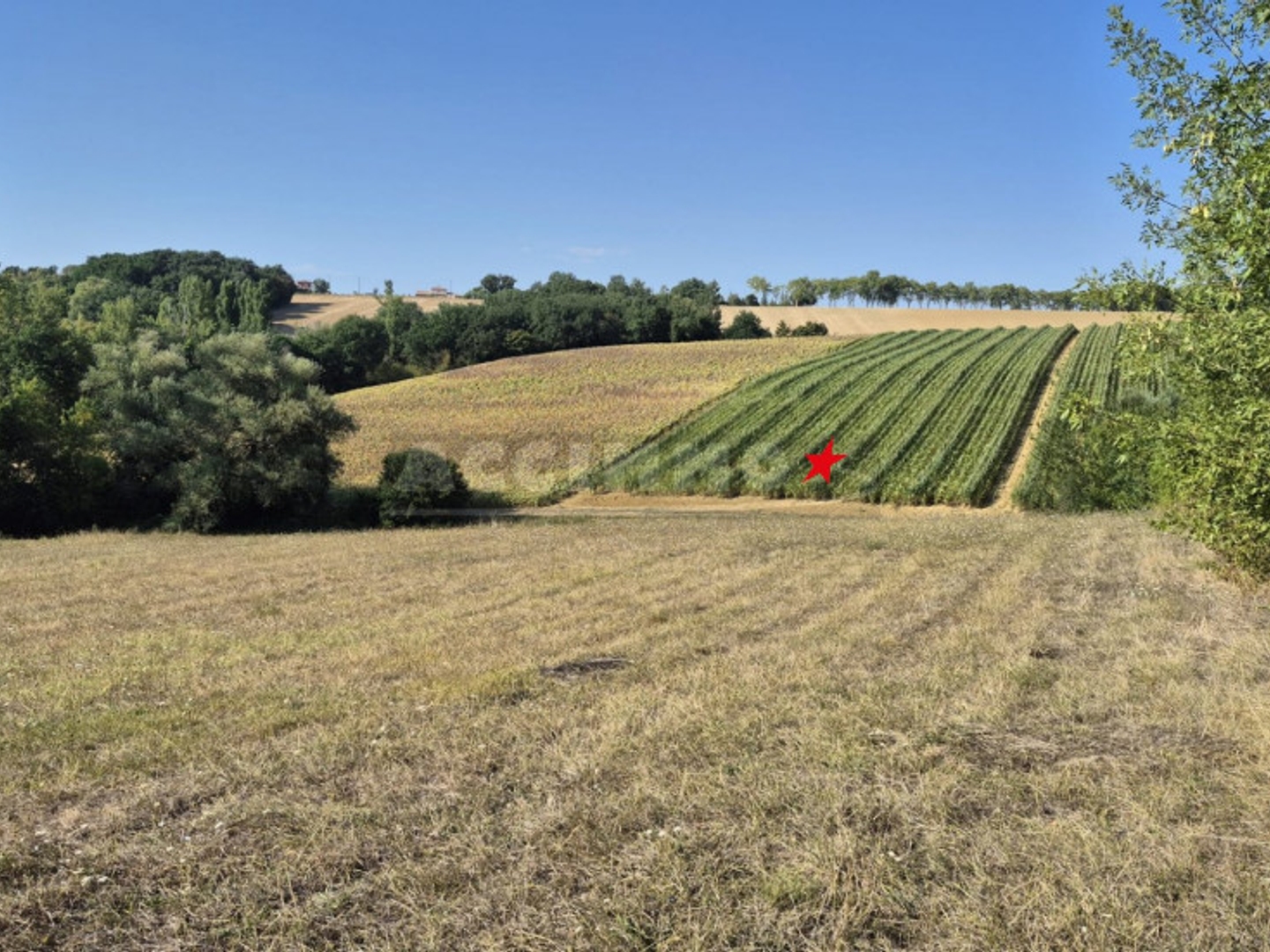 Terrain à vendre - 2201m2 - Lavaur (81500)