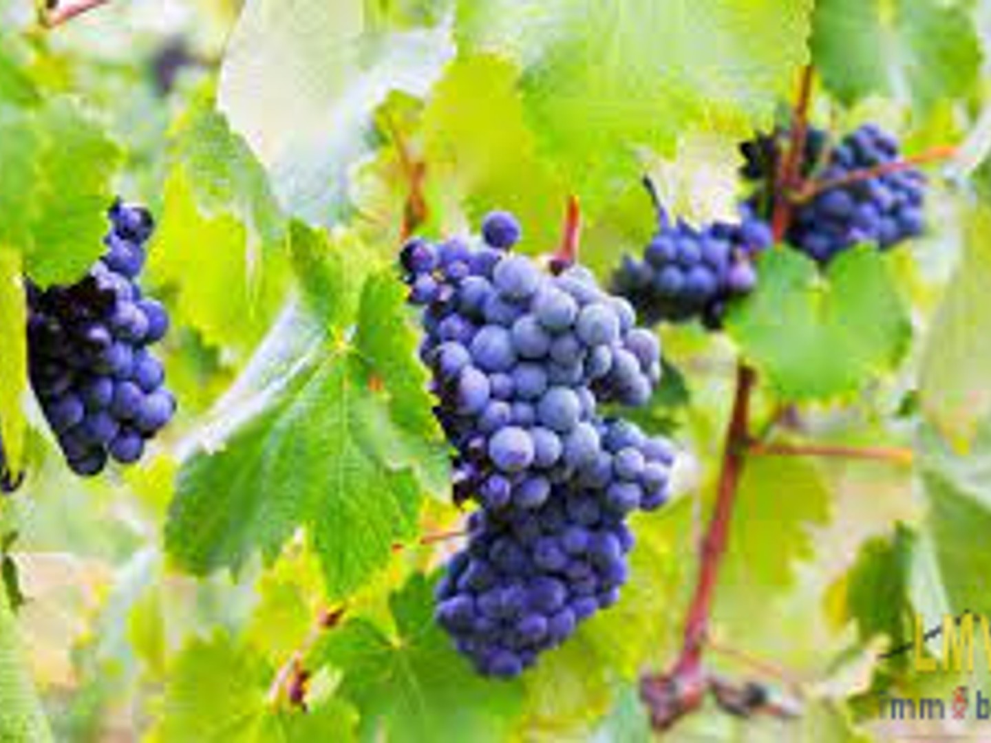 Appellation MONTAGNE SAINT EMILION