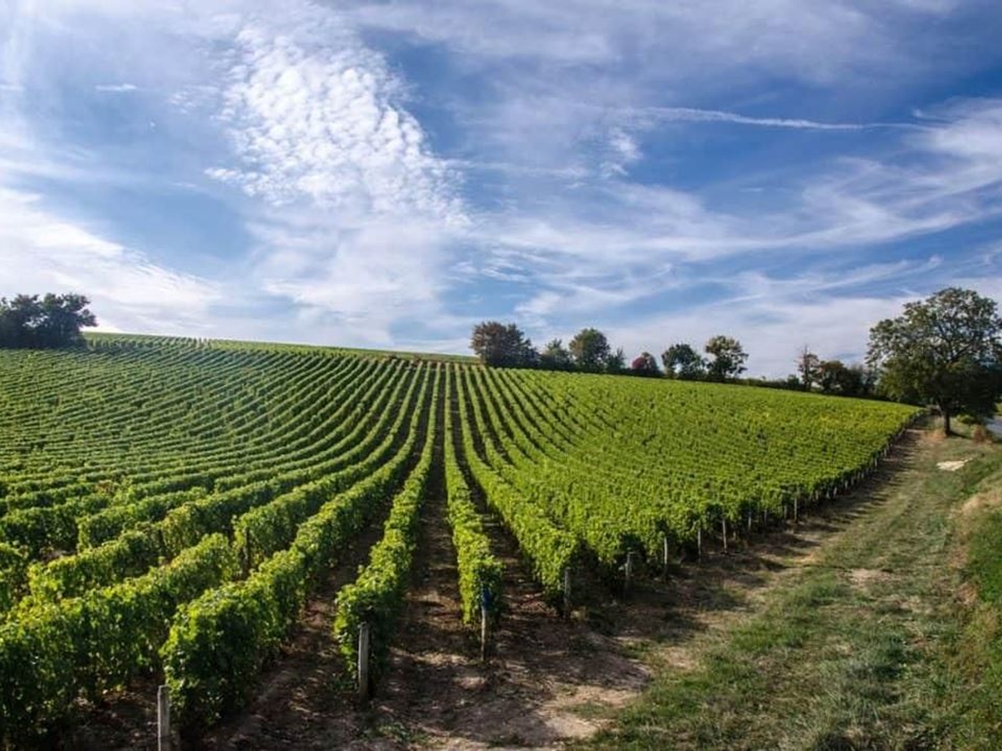 Terrain à vendre - 2900m2 - Chinon (37500)