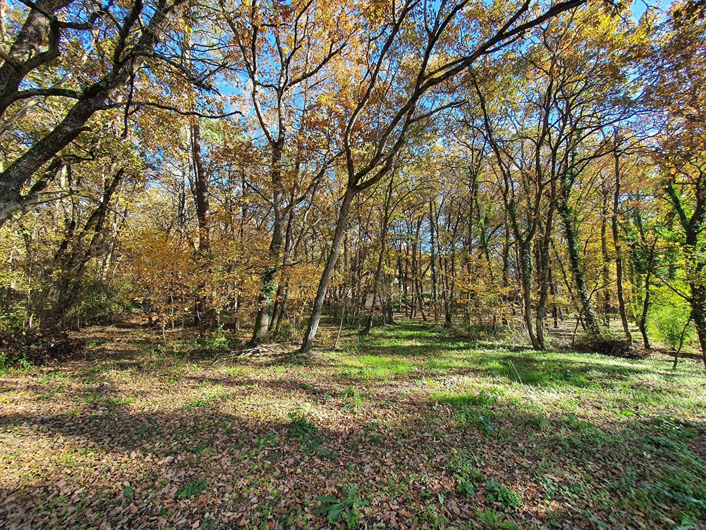 Terrain 14982 m²