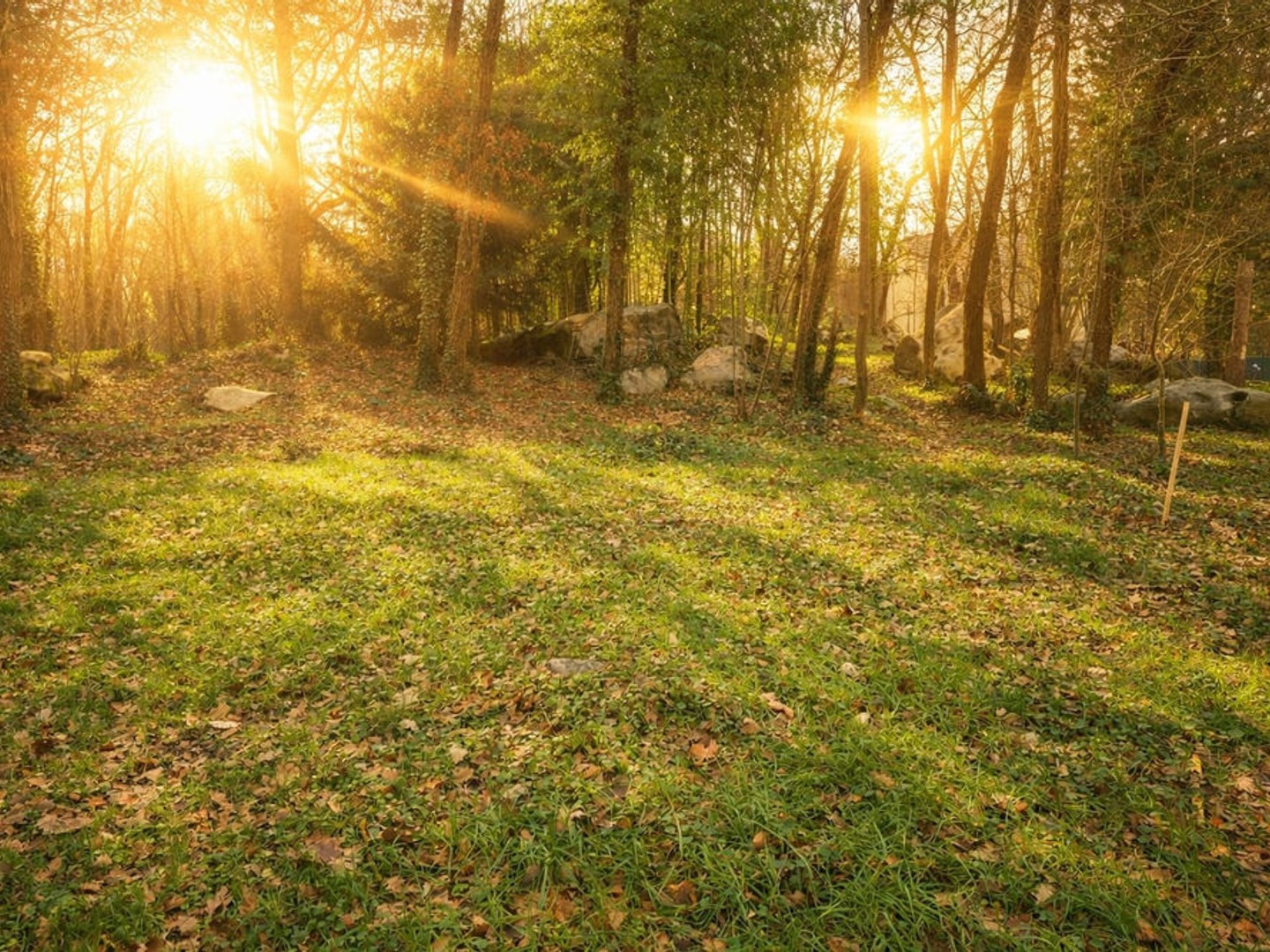 Terrain à vendre 2 400 m2 à Oncy sur Ecole