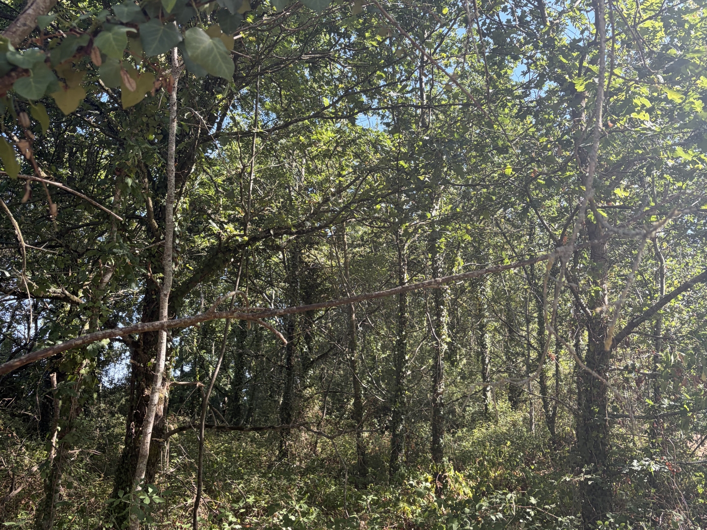 Terrain à vendre - 1645m2 - Challans (85300)