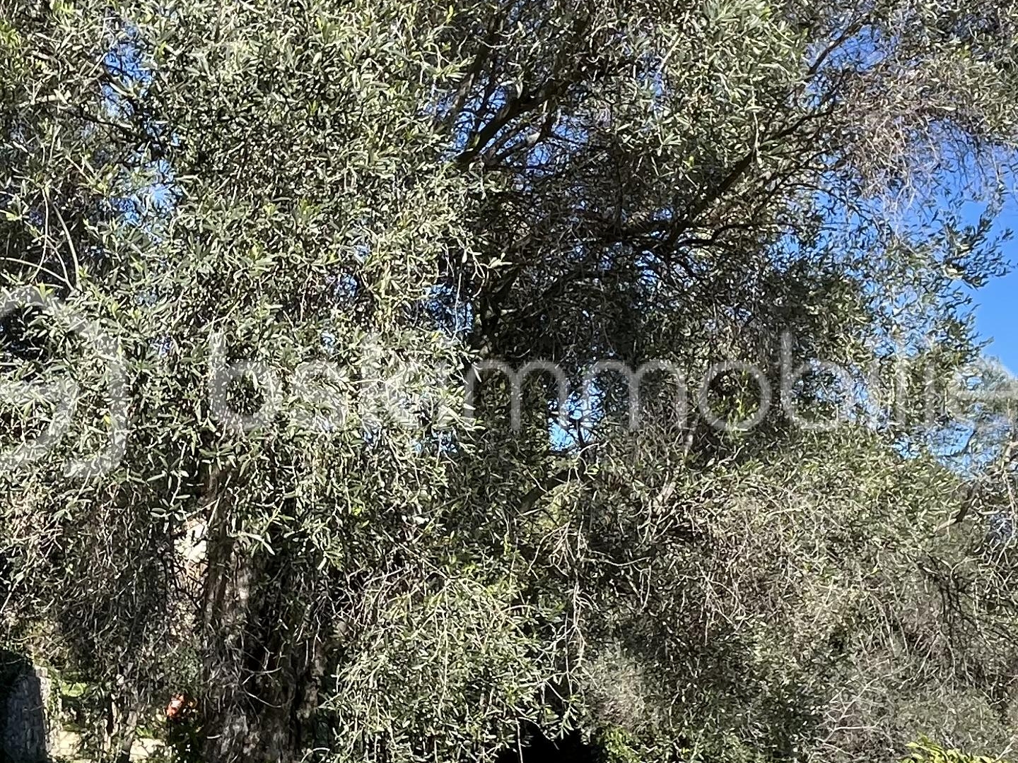 Terrain à vendre - 3000m2 - Mougins (06250)