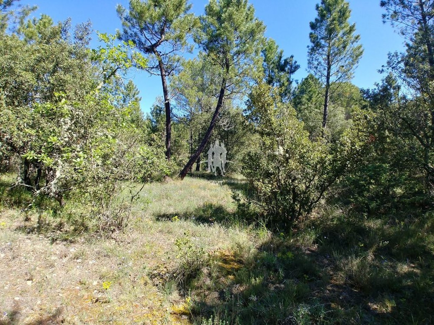 AUPS : Magnifique terrain plat de 3 Hectares