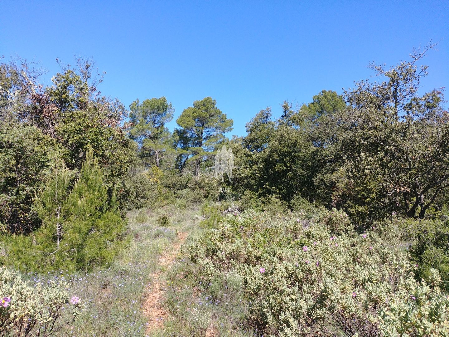 Terrain à vendre - 31060m2 - Aups (83630)