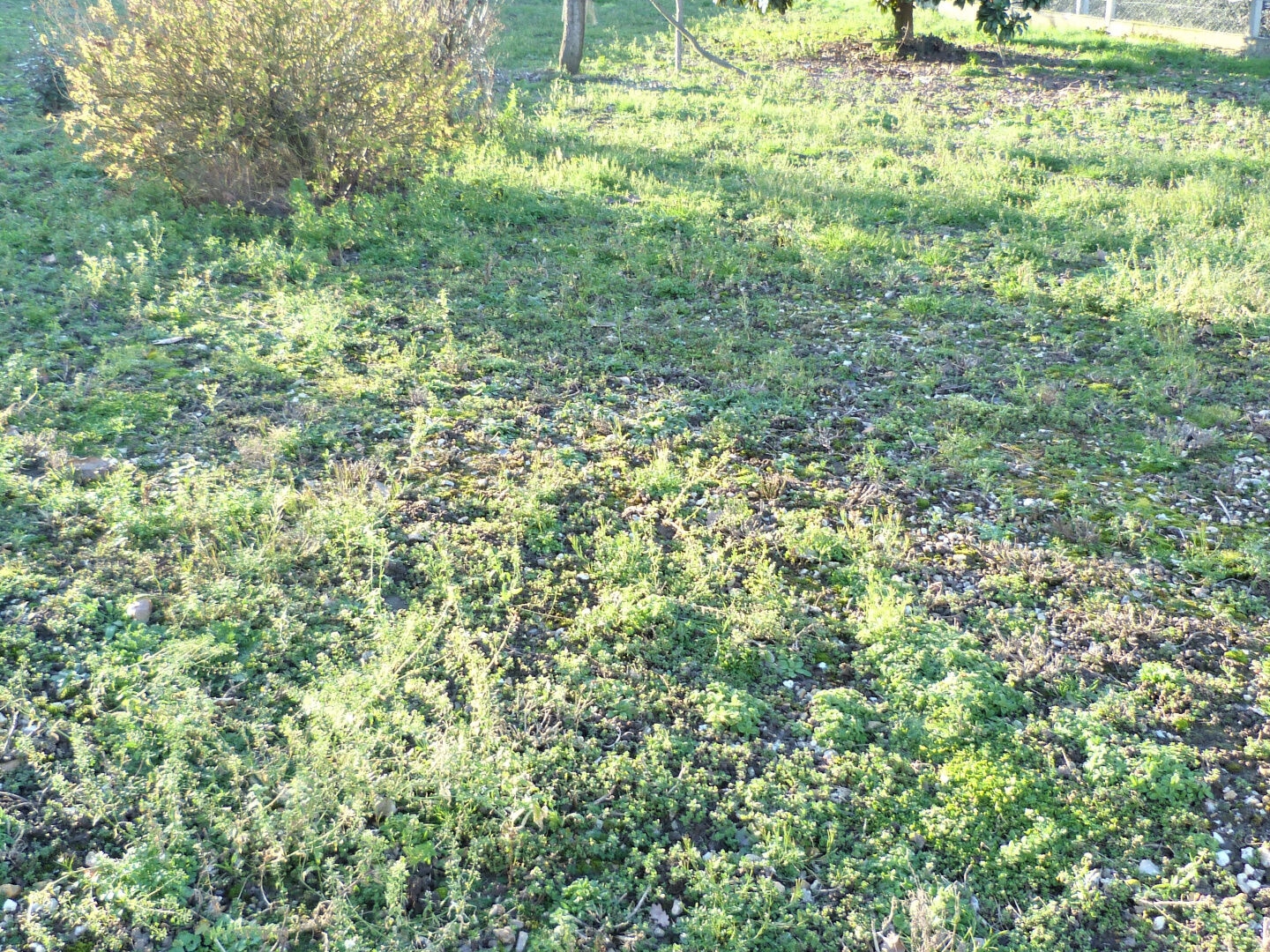 Terrain à vendre - 730m2 - Jumièges (76480)