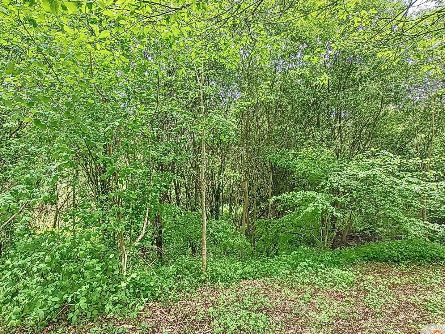 Terrain de loisir sur la commune de Brecé d'un hectare
