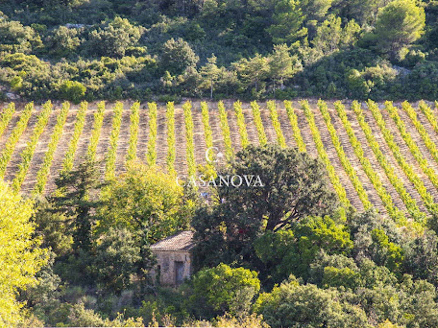 Vignoble 300000 m²
