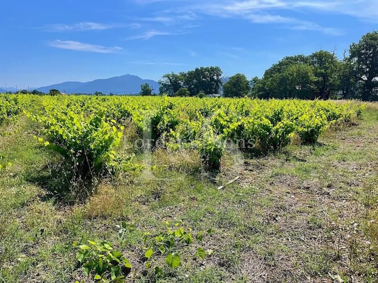 Terrain 60000 m²