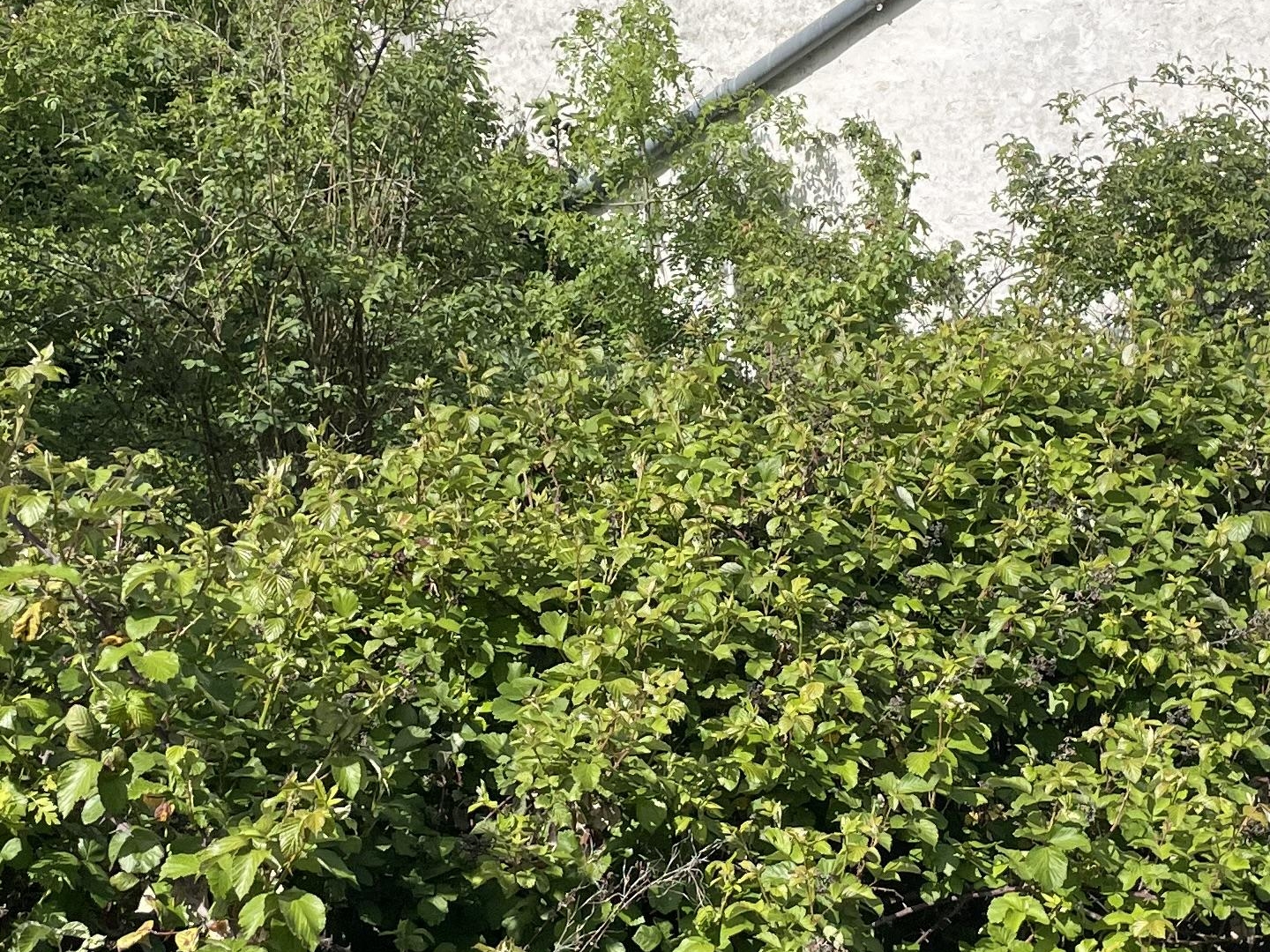 Immeuble à vendre - 7 pièces - 256m2 - Ballans (17160)